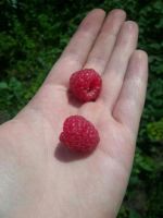 Лот: 7843689. Фото: 2. Малина свежая, с куста. Урожай... Продукты