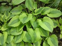 Лот: 20423496. Фото: 3. хоста Луна Мос (hosta Luna Moth... Для дачи, дома, огорода, бани, парка