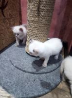 Лот: 13234247. Фото: 2. Котята невская маскарадная. Животные и уход