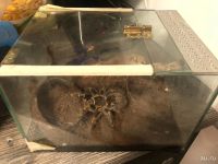 Лот: 18488469. Фото: 3. Паук птицеед Grammostola aureostriata... Растения и животные