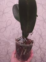 Лот: 18164312. Фото: 7. Орхидея Фаленопсис, отцвела, белая