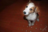 Лот: 1961840. Фото: 3. Герда знает команды, умная - ищет... Растения и животные