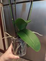 Лот: 15227654. Фото: 3. Орхидея Фаленопсис (5). Растения и животные
