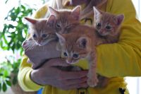 Лот: 7692372. Фото: 2. Солнечные рыжики. Животные и уход