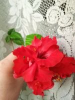 Лот: 20620332. Фото: 5. Взрослый гибискус, китайская роза...