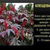 Лот: 10584358. Фото: 4. Клещевина. касторковая пальма... Красноярск