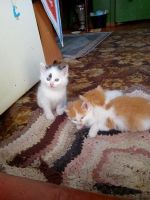 Лот: 10109893. Фото: 3. Подарю котят. Растения и животные