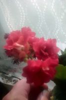 Лот: 13368977. Фото: 6. Каланхое