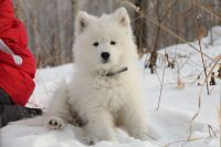 Лот: 3775051. Фото: 3. Щенки Самоедской собаки (Самоед... Растения и животные
