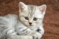 Лот: 8093984. Фото: 4. Британец кошка. Красноярск