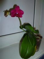 Лот: 2228773. Фото: 2. орхидея -фаленопсис (6) зацветает. Комнатные растения и уход