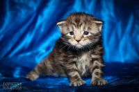 Лот: 7858962. Фото: 3. Котята Мейн-куна - 2 котика. Растения и животные