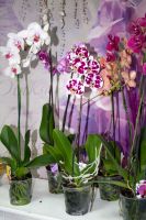Лот: 6373023. Фото: 2. Орхидея Фаленопсис. Цветы, букеты