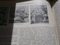 Лот: 4228850. Фото: 6. Вестник общественной ветеринарии...