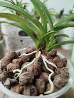 Лот: 20763153. Фото: 7. Neofinetia falcata Furan