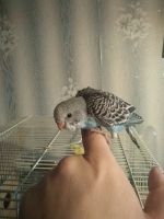 Лот: 12843829. Фото: 4. Птенец волнистого попугая собственного... Красноярск