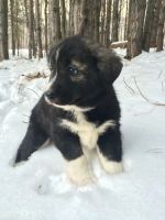 Лот: 6587239. Фото: 4. Щенки. Помесь хаски и туркменского... Красноярск