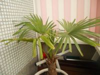 Лот: 1284755. Фото: 2. пальма трахикарпус. Комнатные растения и уход