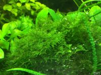 Лот: 15300325. Фото: 3. Мох Треугольный Moss Triangle... Растения и животные