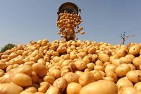 Лот: 6057754. Фото: 2. Свежая картошка выращенная с Заботою... Продукты