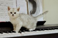 Лот: 12330631. Фото: 3. Британский котенок 1,5 мес - мальчик... Растения и животные