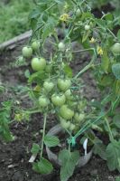 Лот: 13659374. Фото: 4. Рассада томатов. Красноярск