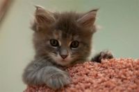 Лот: 2026208. Фото: 2. Котята мейн-кун с родословной. Животные и уход