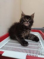 Лот: 20017660. Фото: 2. Котёнок. Животные и уход