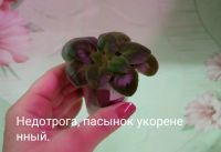 Лот: 14463313. Фото: 2. Фиалка Недотрога - пасынок укорененный... Комнатные растения и уход