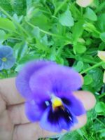 Лот: 13985942. Фото: 3. Рассада крупноцветковой жёлтой... Для дачи, дома, огорода, бани, парка