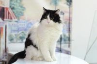 Лот: 6938360. Фото: 3. Красивый пушистый черно-белый... Растения и животные