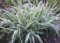 Лот: 7758596. Фото: 2. Многолетники (фалярис, примула... Семена, рассада, садовые растения