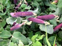 Лот: 10483356. Фото: 2. Горох фиолетовый Сизый нос. Семена, рассада, садовые растения