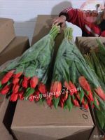 Лот: 2544397. Фото: 2. Тюльпаны оптом и мимоза. Склады... Цветы, букеты