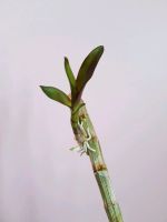 Лот: 11905656. Фото: 2. Орхидея ДенроФаленопсис сиреневая... Комнатные растения и уход