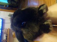 Лот: 4518396. Фото: 2. кролик. Животные и уход