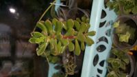 Лот: 10481664. Фото: 2. Седум Sedum versadense (суккулент... Комнатные растения и уход