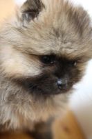 Лот: 10215533. Фото: 2. Шпиц медвежонок мальчик. Животные и уход