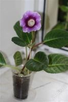 Лот: 2879057. Фото: 2. Глоксиния 18 (цветущее растение... Комнатные растения и уход