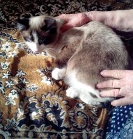 Лот: 13669023. Фото: 3. Котик 6 месяцев в добрые руки. Растения и животные
