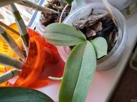 Лот: 13441516. Фото: 3. Орхидея Фаленопсис. Растения и животные