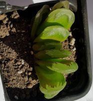 Лот: 13845765. Фото: 5. Хавортия yuelia х truncata (суккулент...