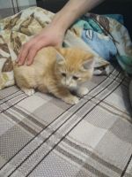 Лот: 12840516. Фото: 3. Рыжий котёнок. Растения и животные