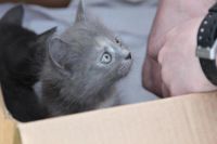 Лот: 7579058. Фото: 2. котёнок, девочка, дымчатый, пуховая... Животные и уход