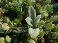 Лот: 1788746. Фото: 2. Чистец шерстистый. Семена, рассада, садовые растения