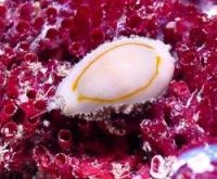 Лот: 9436290. Фото: 2. Ципрея. Аквариумистика