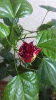 Лот: 3854491. Фото: 2. Гибискус. Комнатные растения и уход