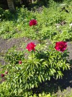 Лот: 25325151. Фото: 10. 2-комн. дача , СТ Восток СТ Восток...