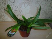 Лот: 2886912. Фото: 2. орхидея-Башмачок (Пафиопедилум... Комнатные растения и уход
