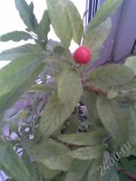 Лот: 560047. Фото: 2. паслен 1. Комнатные растения и уход